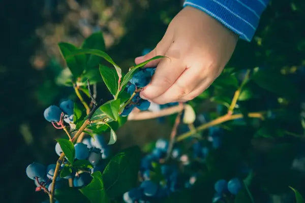 Nurturing nature at a tender age: How kids benefit from gardening