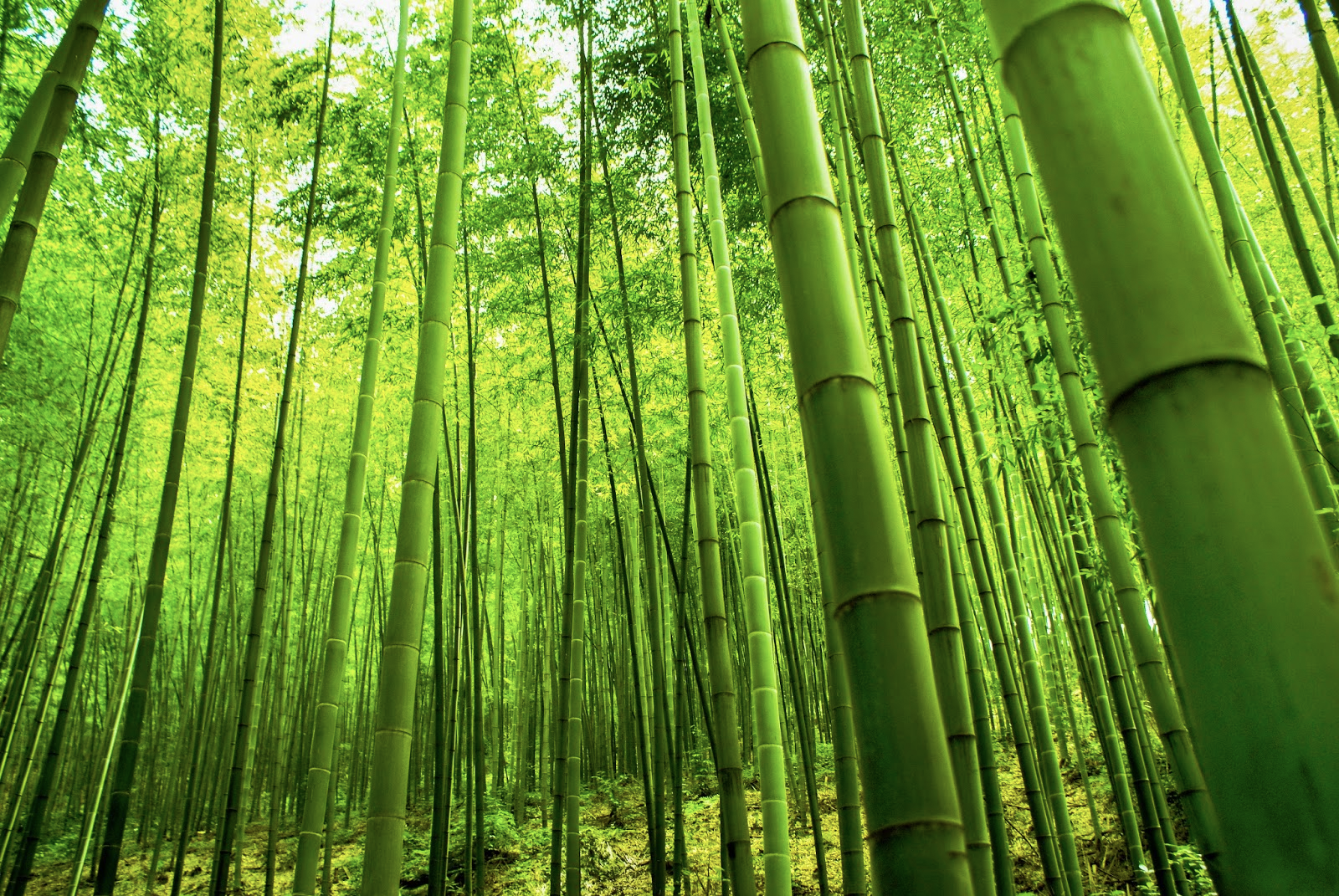 The Science Behind Bamboo's Antimicrobial Properties