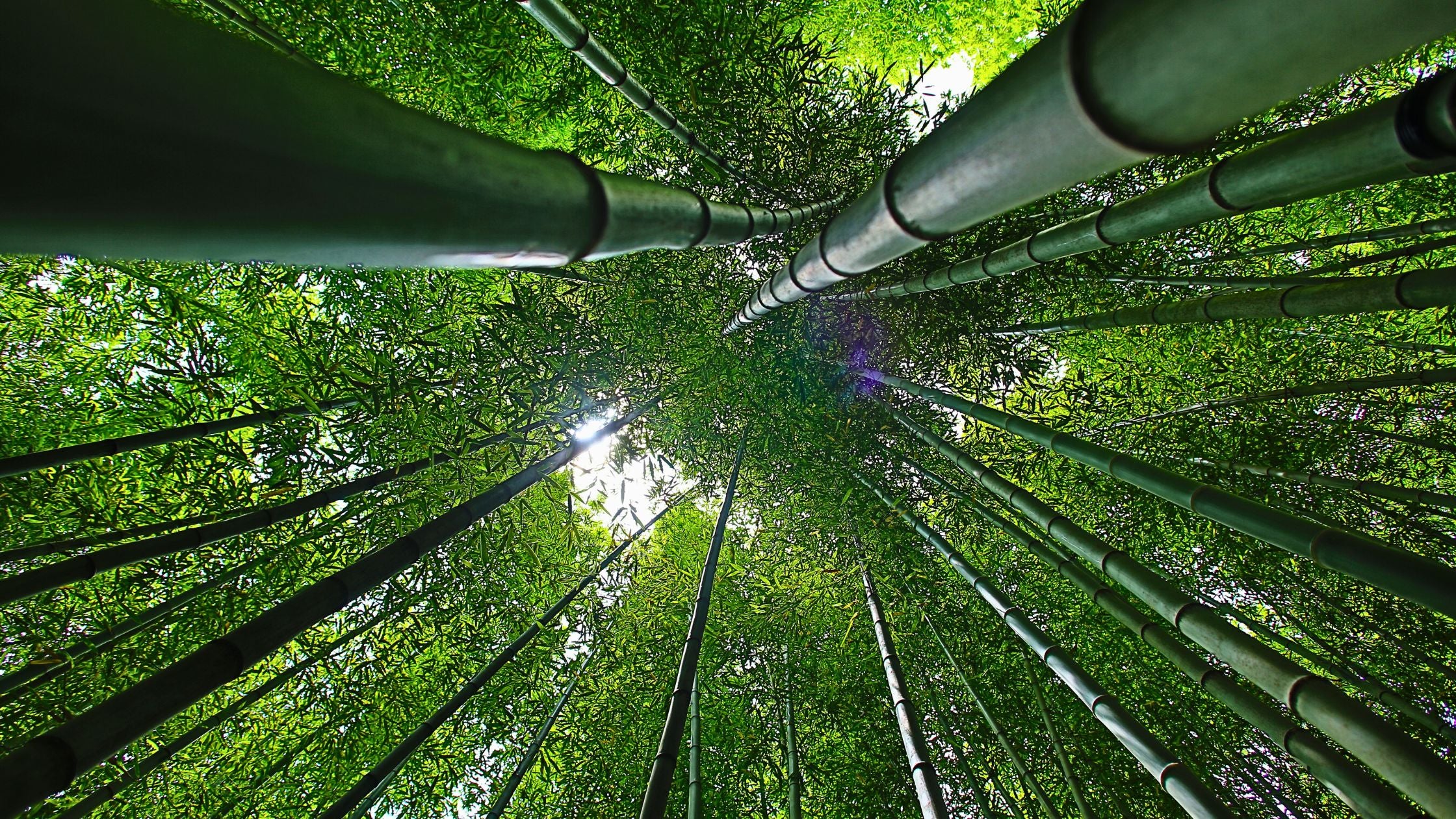 Bamboo: The Ultimate Solution for Sustainable Living